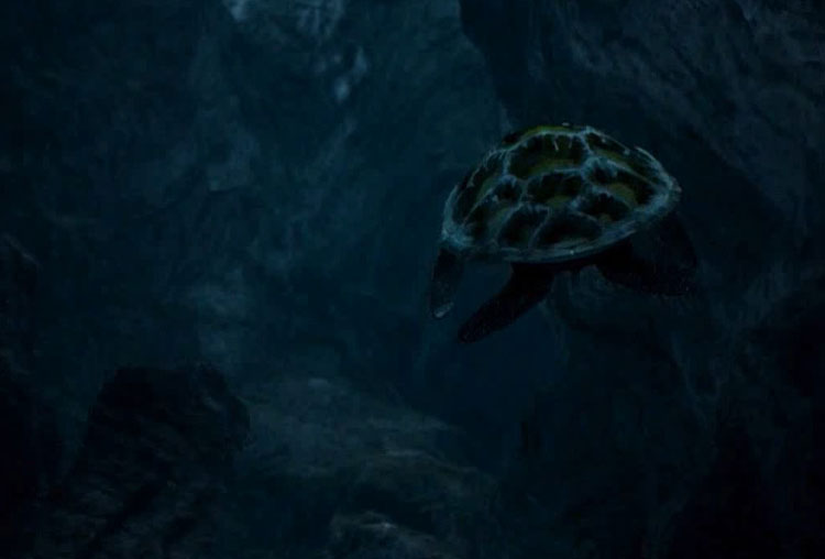 一只海龟在大海中游荡.jpg